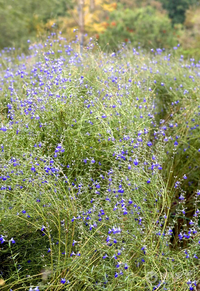 山花浪漫，开着蓝色小花的柳叶鼠尾草图片