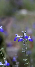 山花浪漫，开着蓝色小花的柳叶鼠尾草图片