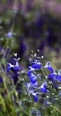 山花浪漫，开着蓝色小花的柳叶鼠尾草图片