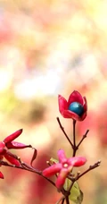 花果美丽的海州常山（臭梧桐）叶，花，果实微距图片
