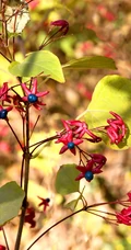 花果美丽的海州常山（臭梧桐）叶，花，果实微距图片