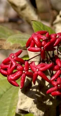 花果美丽的海州常山（臭梧桐）叶，花，果实微距图片