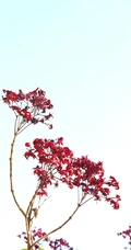 花果美丽的海州常山（臭梧桐）叶，花，果实微距图片