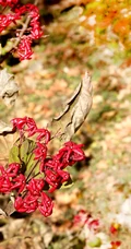 花果美丽的海州常山（臭梧桐）叶，花，果实微距图片