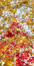 花果美丽的海州常山（臭梧桐）叶，花，果实微距图片