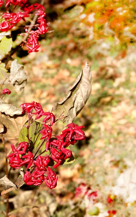花果美丽的海州常山（臭梧桐）叶，花，果实微距图片