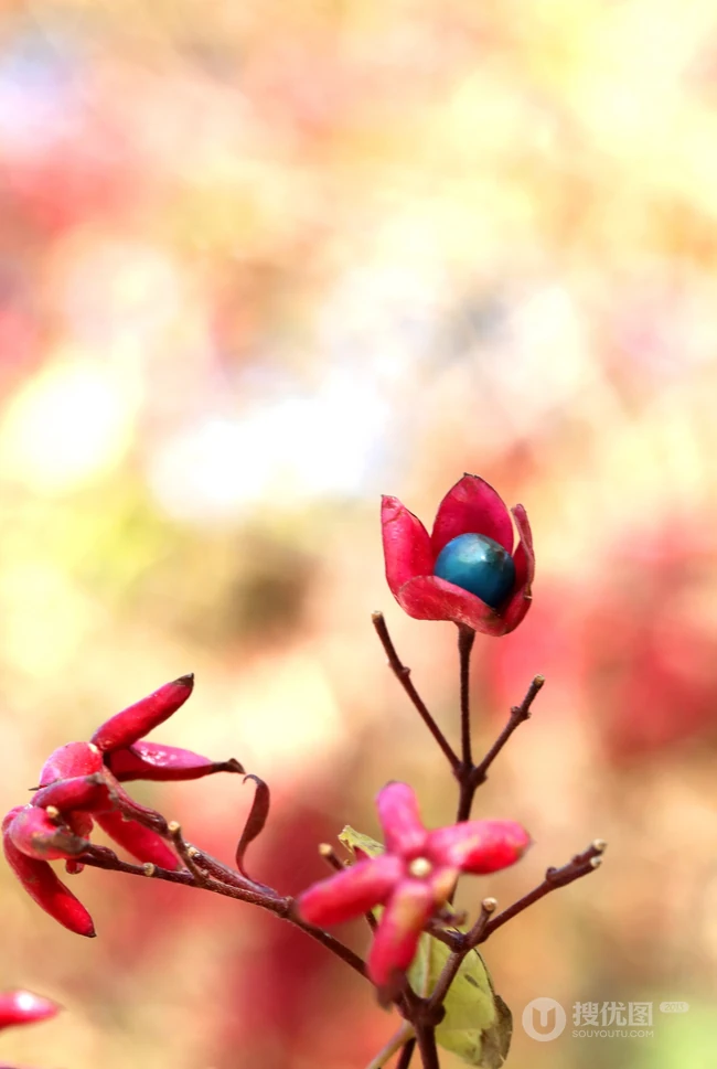 花果美丽的海州常山（臭梧桐）叶，花，果实微距图片