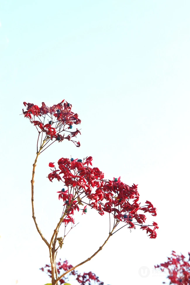 花果美丽的海州常山（臭梧桐）叶，花，果实微距图片