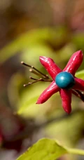 花果美丽的海州常山（臭梧桐）叶，花，果实微距图片