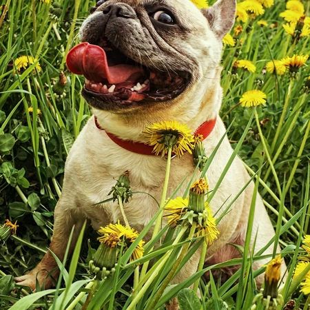 头大，体型小的可爱观赏宠物犬斗牛犬唯美摄影图片