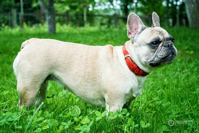 头大，体型小的可爱观赏宠物犬斗牛犬唯美摄影图片 第4张