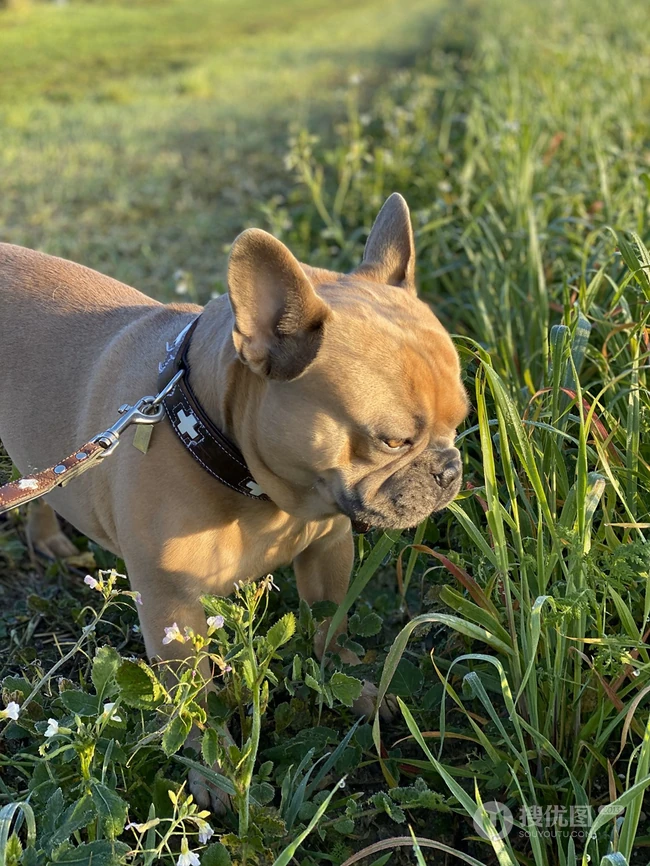 头大，体型小的可爱观赏宠物犬斗牛犬唯美摄影图片 第3张
