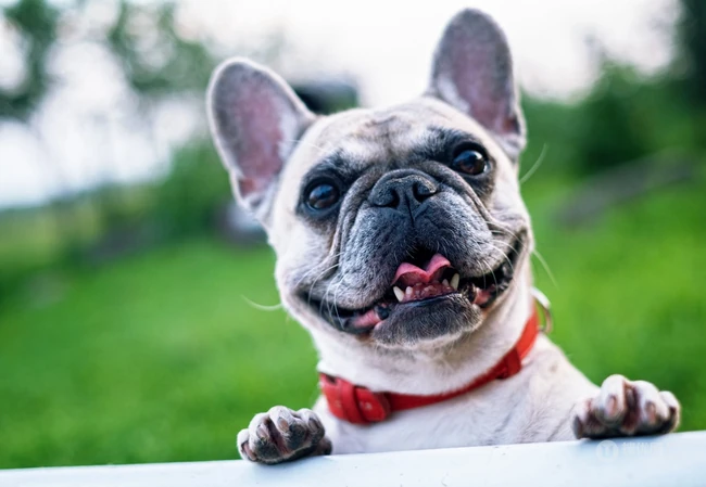 头大，体型小的可爱观赏宠物犬斗牛犬唯美摄影图片 第2张