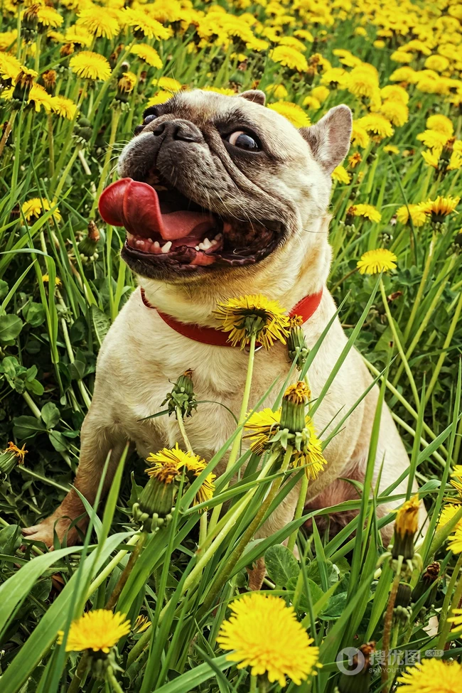 头大，体型小的可爱观赏宠物犬斗牛犬唯美摄影图片 第1张