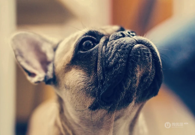 头大，体型小的可爱观赏宠物犬斗牛犬唯美摄影图片 第5张