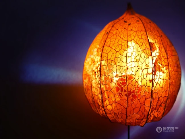 长相很中国风，形状像红色灯笼的奇特果子酸浆静物摄影美图 第2张