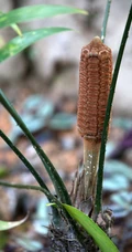 泽米-野外生长的苏铁类植物之钝叶泽米高清图片