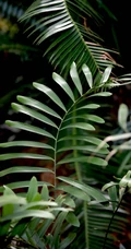 泽米-野外生长的苏铁类植物之钝叶泽米高清图片