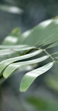泽米-野外生长的苏铁类植物之钝叶泽米高清图片