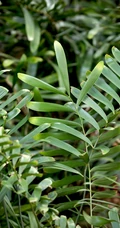 泽米-野外生长的苏铁类植物之钝叶泽米高清图片