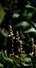 全草可入药，生长茂盛的黑叶小驳骨全草，果实高清图片