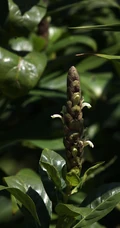 全草可入药，生长茂盛的黑叶小驳骨全草，果实高清图片