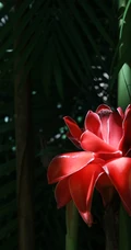 颜色鲜红，形态像蜡的火炬姜（瓷玫瑰）花朵高清图片