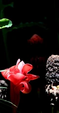颜色鲜红，形态像蜡的火炬姜（瓷玫瑰）花朵高清图片