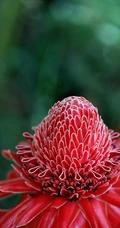 颜色鲜红，形态像蜡的火炬姜（瓷玫瑰）花朵高清图片