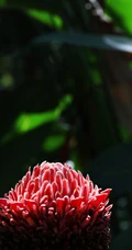 颜色鲜红，形态像蜡的火炬姜（瓷玫瑰）花朵高清图片