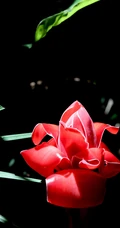 颜色鲜红，形态像蜡的火炬姜（瓷玫瑰）花朵高清图片