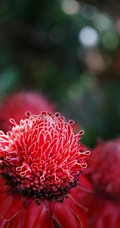 颜色鲜红，形态像蜡的火炬姜（瓷玫瑰）花朵高清图片