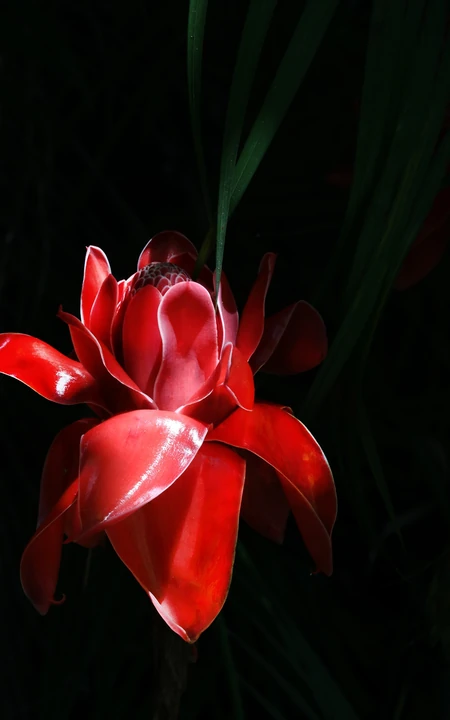 颜色鲜红，形态像蜡的火炬姜（瓷玫瑰）花朵高清图片