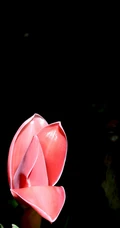 颜色鲜红，形态像蜡的火炬姜（瓷玫瑰）花朵高清图片