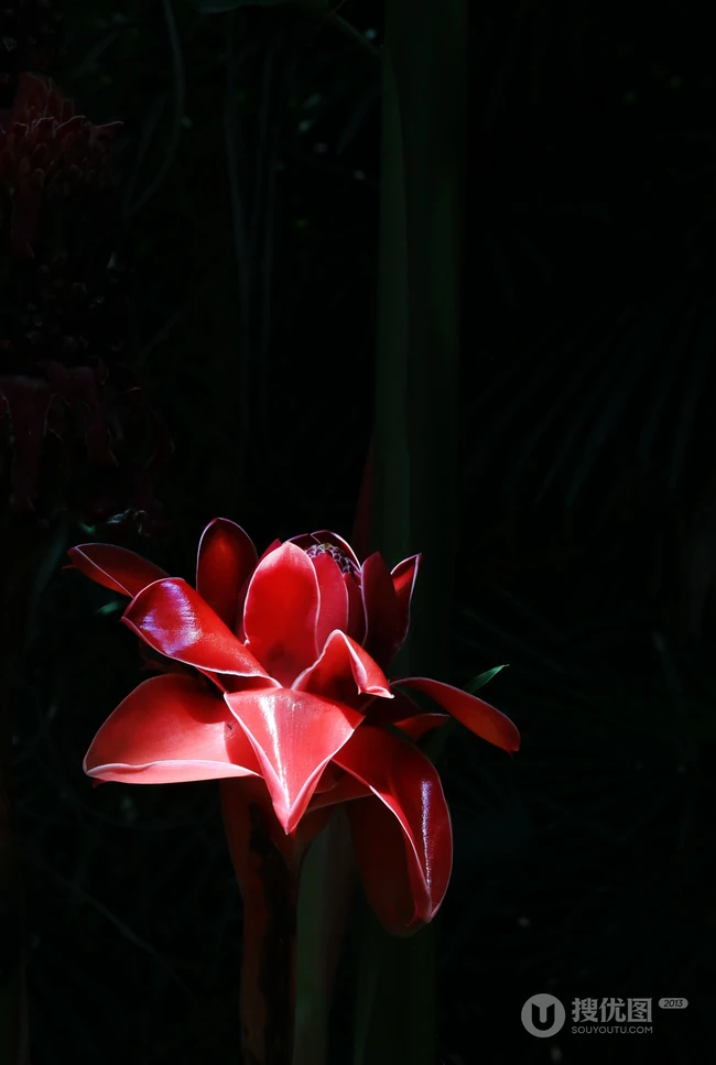 颜色鲜红，形态像蜡的火炬姜（瓷玫瑰）花朵高清图片