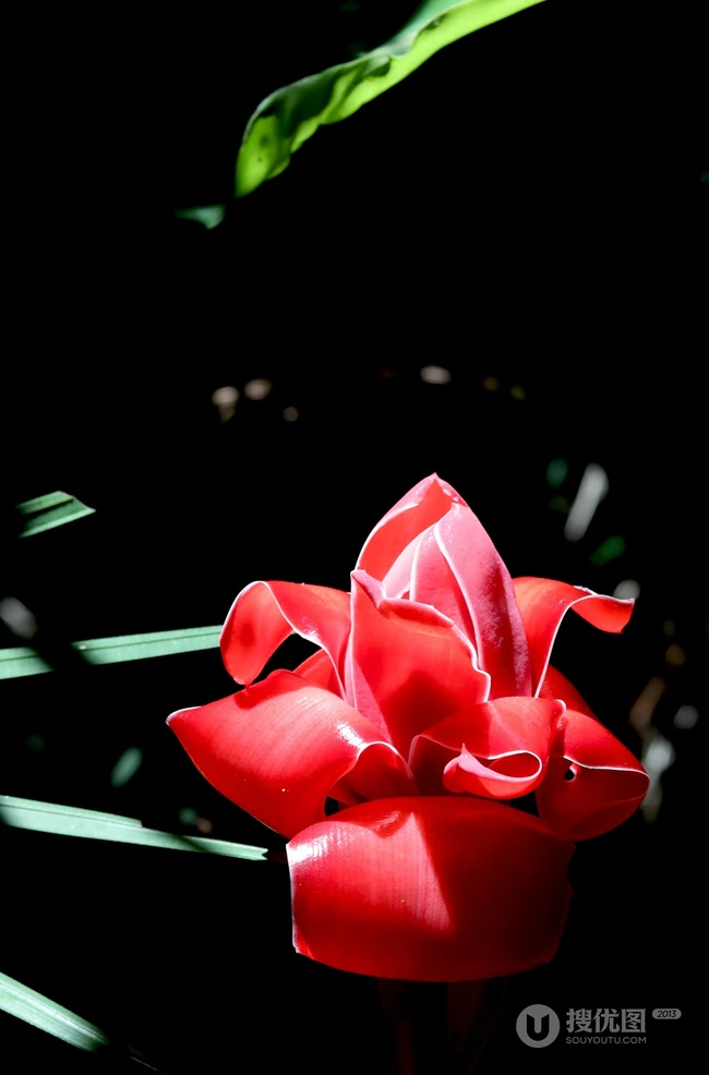 颜色鲜红，形态像蜡的火炬姜（瓷玫瑰）花朵高清图片