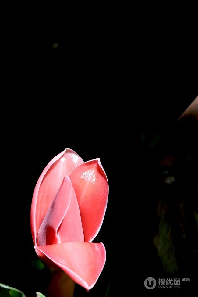 颜色鲜红，形态像蜡的火炬姜（瓷玫瑰）花朵高清图片