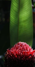 颜色鲜红，形态像蜡的火炬姜（瓷玫瑰）花朵高清图片