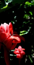 颜色鲜红，形态像蜡的火炬姜（瓷玫瑰）花朵高清图片