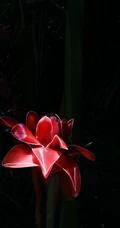 颜色鲜红，形态像蜡的火炬姜（瓷玫瑰）花朵高清图片