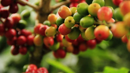 新鲜 树上成熟的咖啡豆 农业 植物 农作物 果实 收获壁纸图片
