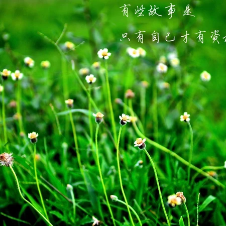 清新，绿色，小清新，以花花草草为主题的唯美伤感文字，句子，语录说说图片