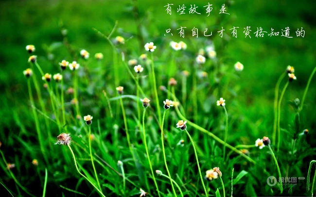 清新，绿色，小清新，以花花草草为主题的唯美伤感文字，句子，语录说说图片