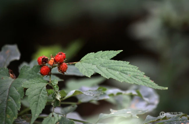 山间美味野果覆盆子图片 第5张