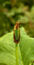 野外，长有硕大叶片的野生植物象南星图片