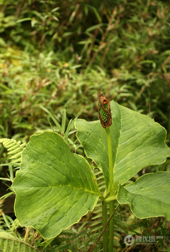 野外，长有硕大叶片的野生植物象南星图片