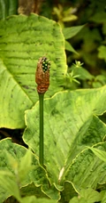 野外，长有硕大叶片的野生植物象南星图片