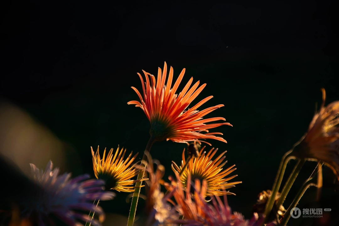 黑色背景 盛开的 菊花 鲜花 植物 花卉壁纸图片