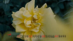清新自然，树木，屋舍，花草香，2020年12月小清新日历壁纸图片
