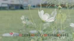 清新自然，树木，屋舍，花草香，2020年12月小清新日历壁纸图片
